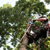Ticos Tree Experts gallery