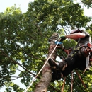 Ticos Tree Experts - Tree Service