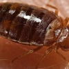Beverly's Bed Bugs Extermination Services gallery