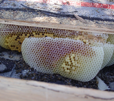 Mikol Bee Remover - Escondido, CA