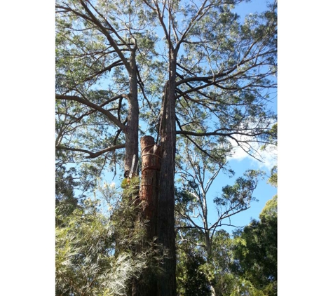 Treebiz Tree Services - Harlaxton, QLD