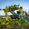 Pond Guru | Lake and Pond Management gallery