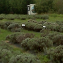 Lavender Fields - Farms