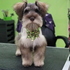 Dogwood Grooming & Boarding