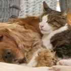Apollo Animal Hospital PC