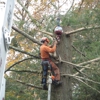 ADAMS TREE SERVICE INC. gallery