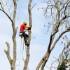 Anderson's Tree Service Inc. gallery