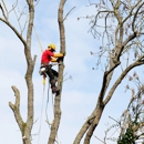 Anderson's Tree Service Inc. - Tree Service