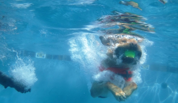 Bubbles & Bows Tropical Pet Resort & Spa - Gastonia, NC. Underwater Diving Ball Fun