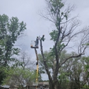 Abe's Low Cost Tree Removal - Tree Service