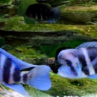 Reef Pet Shop