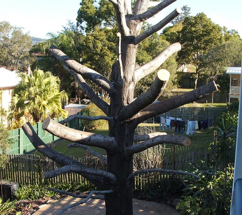 A Accurate Tree Services - Joyner, QLD