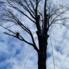 3 Brothers Tree Service gallery