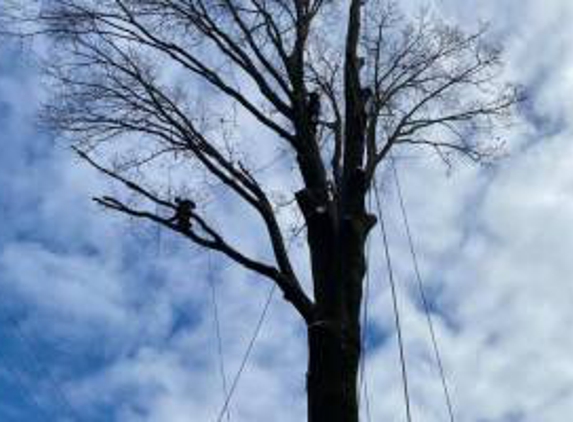 3 Brothers Tree Service - Elsmere, DE