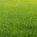 Custom Sprinkler & Landscaping - Lawn Maintenance