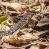 Steel Wildlife Control gallery
