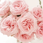 Floral Obsessions