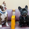 Snow Animal Health Care gallery