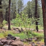 The Arboretum at Flagstaff