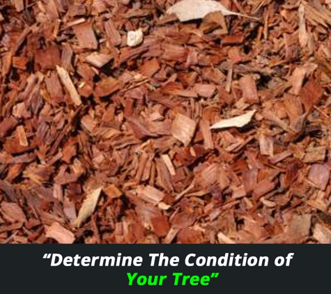 A Accurate Tree Services - Joyner, QLD. Determine The Condition Of Your Tree