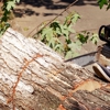 Sunrise Tree Service gallery