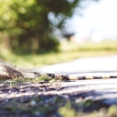 Colorado Raccoon Removal - Pest Control Services
