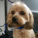 Becky's Grooming Shop and Mobile Service - Pet Services