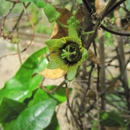 Barton Springs Nursery - Nurseries-Plants & Trees