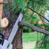 Hernandez Landscaping & Tree Service gallery