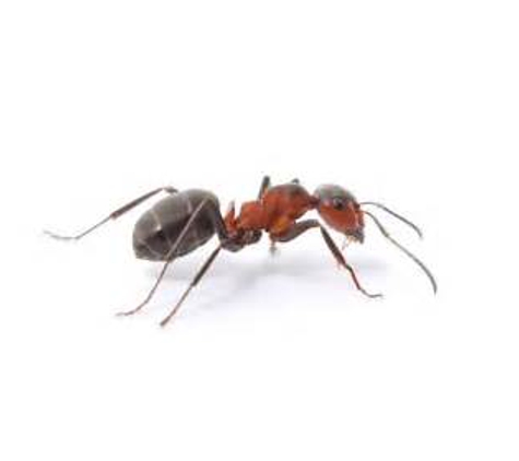 All Solutions Pest Control - O Fallon, MO