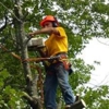 Touch of Texas tree removal gallery