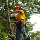 Touch of Texas tree removal - Tree Service