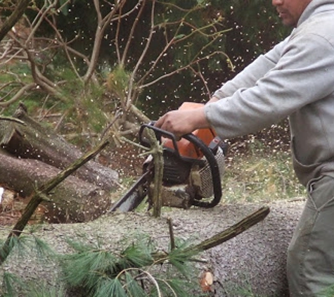 Avery Tree Service - West Long Branch, NJ