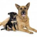 American Breeders - Pet Breeders
