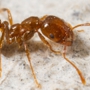 Chemi-Pure Termite & Pest Control