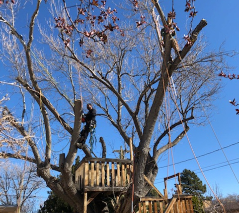 B&G Tree Trimming - Albuquerque, NM