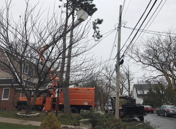 Amboy Tree Service LLC - Staten Island, NY