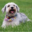 Tammy Davis Pet Groomer - Pet Grooming