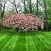 TB Lawns and Yard Maintenance Inc. gallery