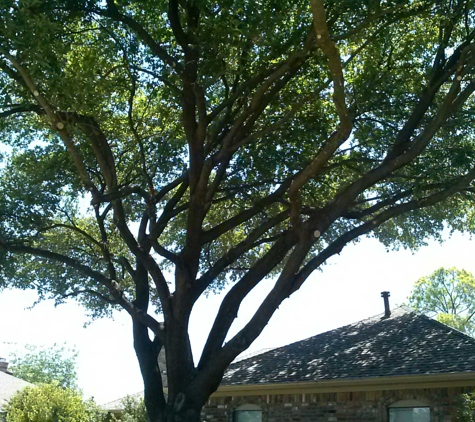 Rudy's Tree Service - Dallas, TX