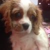 American Puppy Club Inc gallery