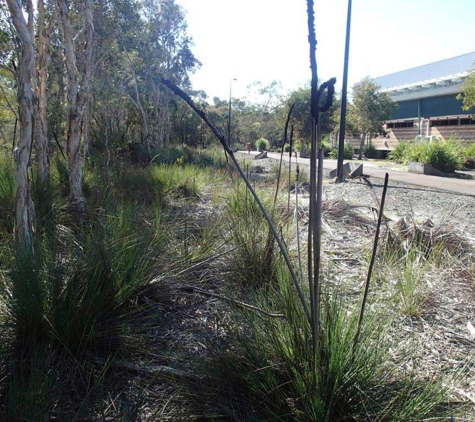 Biodiversity Assessment & Management - Cleveland, QLD