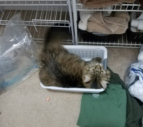 Animal Shelter - Shelbyville, IN. She loves baskets of any sizel