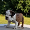 English Bulldog Kennel gallery