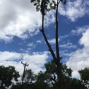 Action Tree Service, LLC - Tree Service