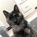 Bestpetsupplyoutlet.com