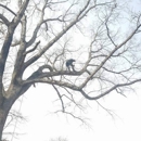Collins Handyman and Tree Service - Tree Service