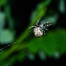 Pest Control Experts - Pest Control Equipment & Supplies