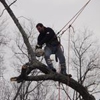 Bills Tree Service & Landscaping gallery