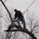 Bills Tree Service & Landscaping - Arborists